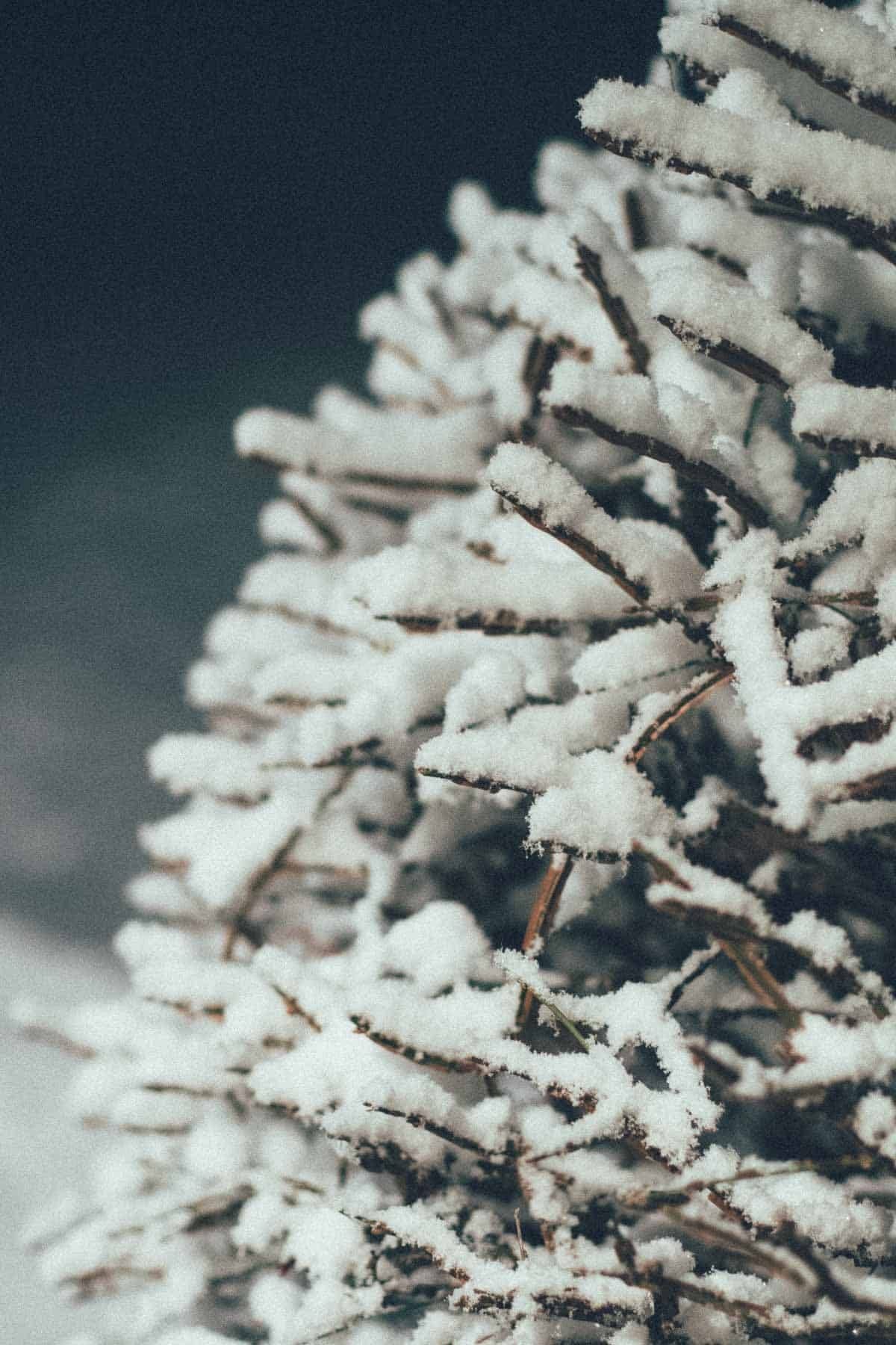 Christmas Snow.