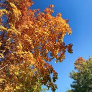 The leaves of a tree in the sky.